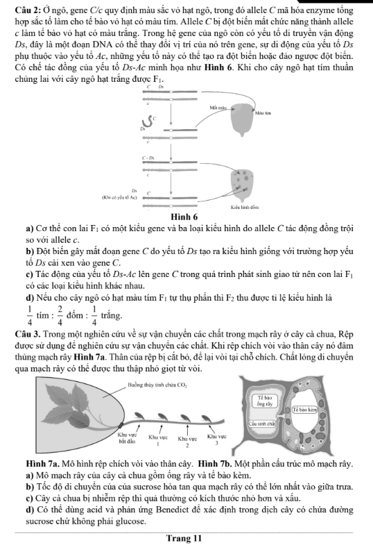 Đề thi thử Sinh Học THPT 2026 – Trường THPT ẩn danh